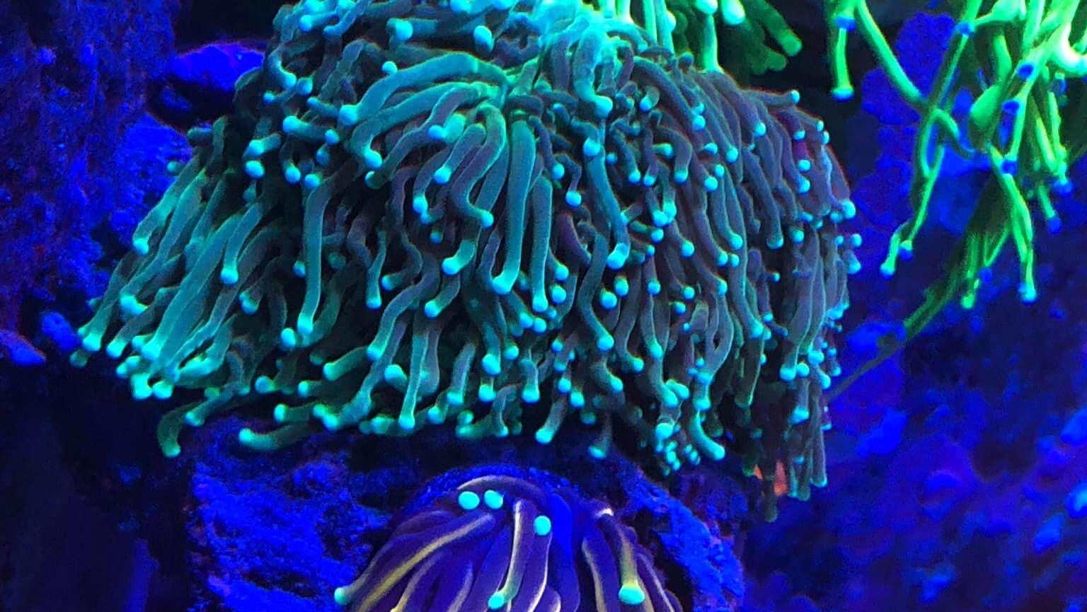 Oceans Coral