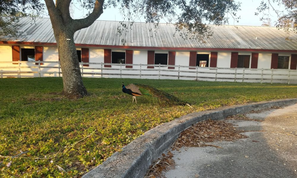 Tradewinds Park & Stables