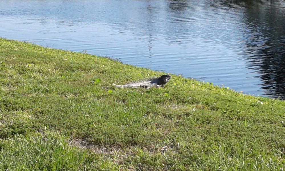 Palm Aire Country Club - Palms Course