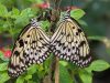 Butterfly World