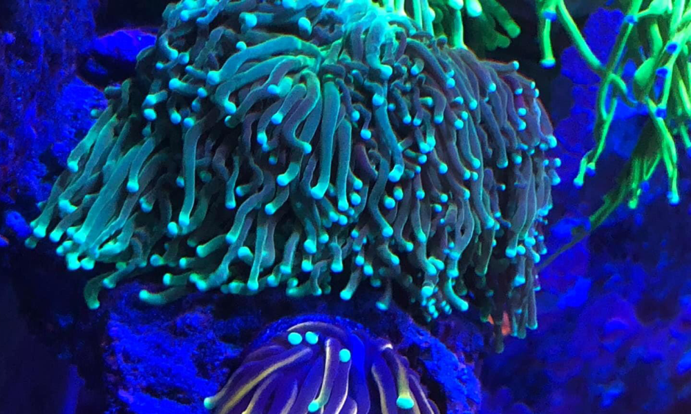 Oceans Coral