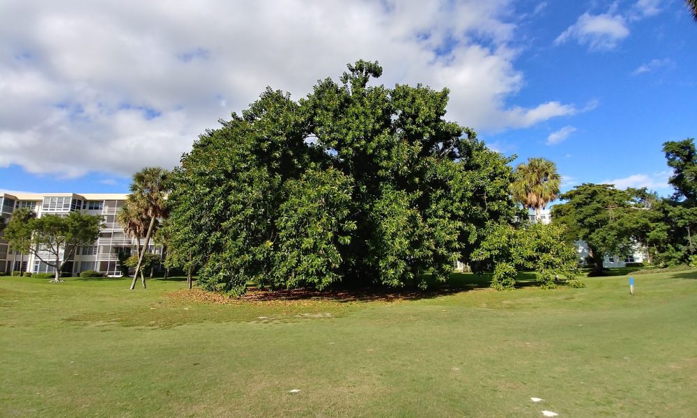 Palm Aire Country Club - Oaks and Cypress Courses