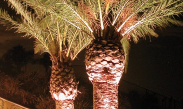 Tropical Illuminations