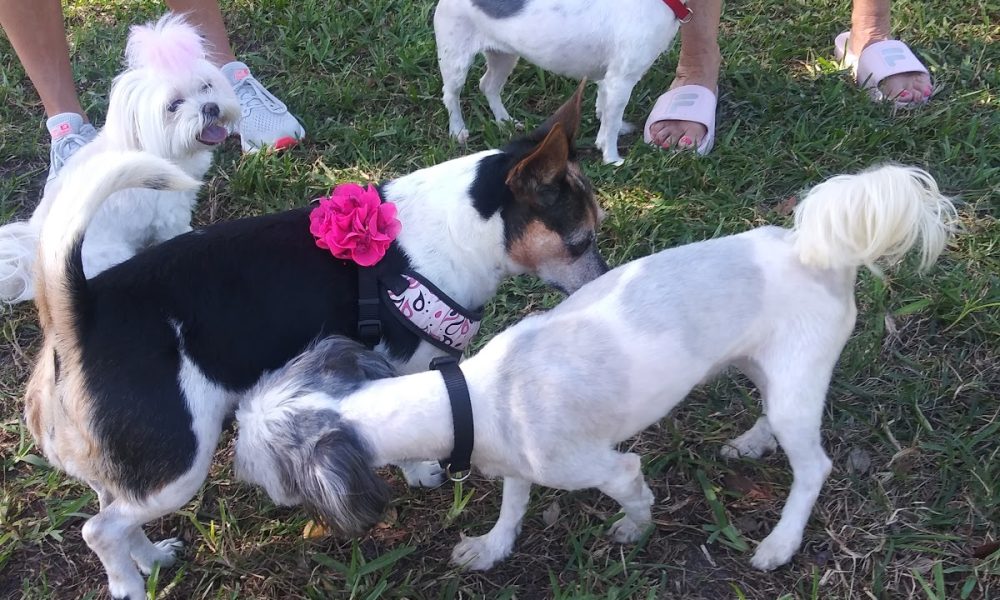 Pompano Beach Dog Park