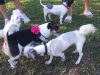 Pompano Beach Dog Park