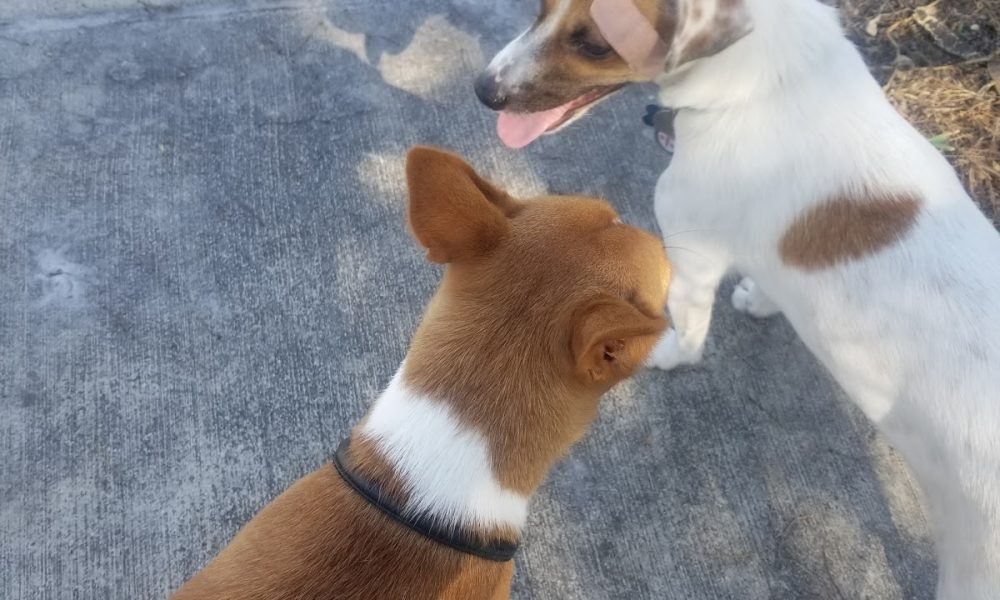 Pompano Beach Dog Park