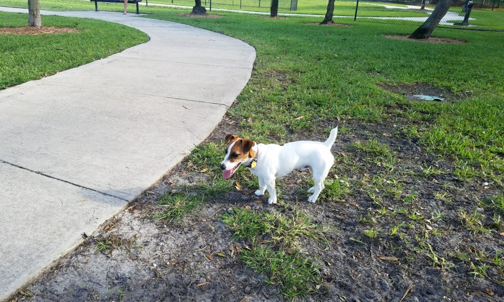 Pompano Beach Dog Park