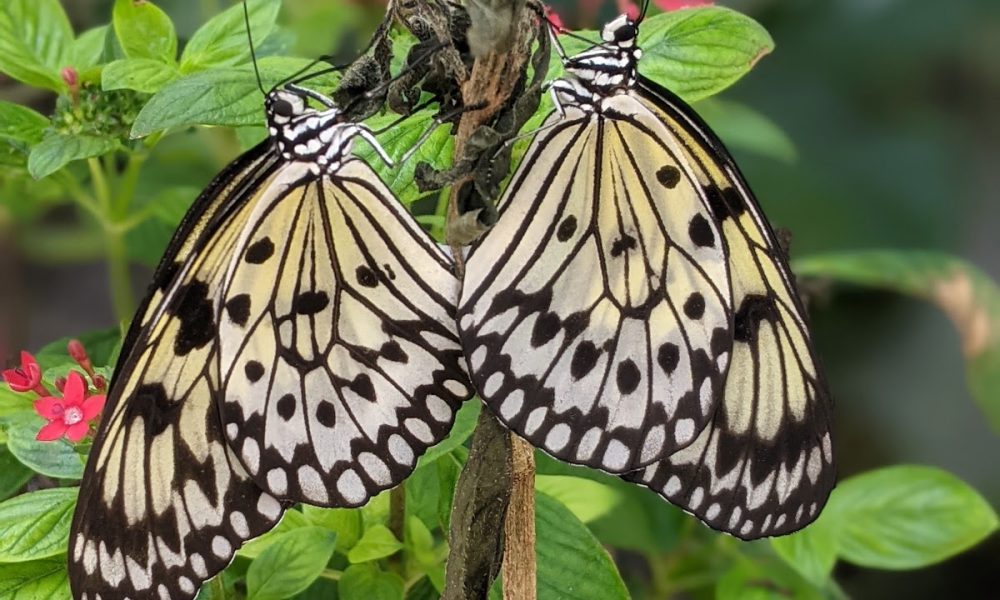 Butterfly World