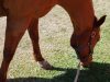 Horse Prairie Farm