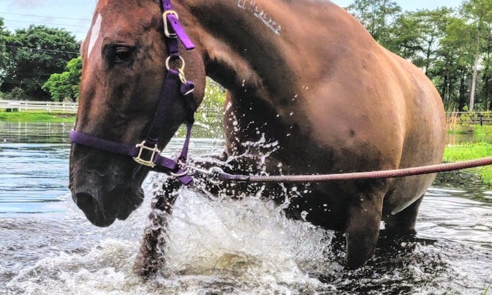 Millpond Stables