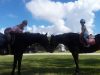 Pompano Beach Sand and Spurs Equestrian Park