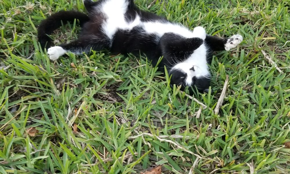 St Martin Episcopal Church