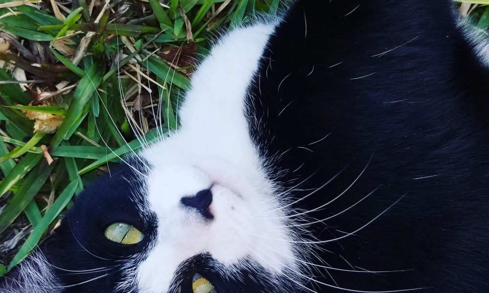 St Martin Episcopal Church