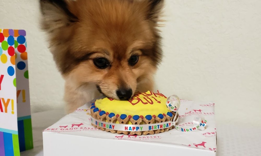 Woof Gang Bakery and Grooming Pompano Beach