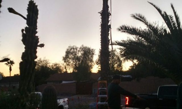 Ace Tree Removal Service