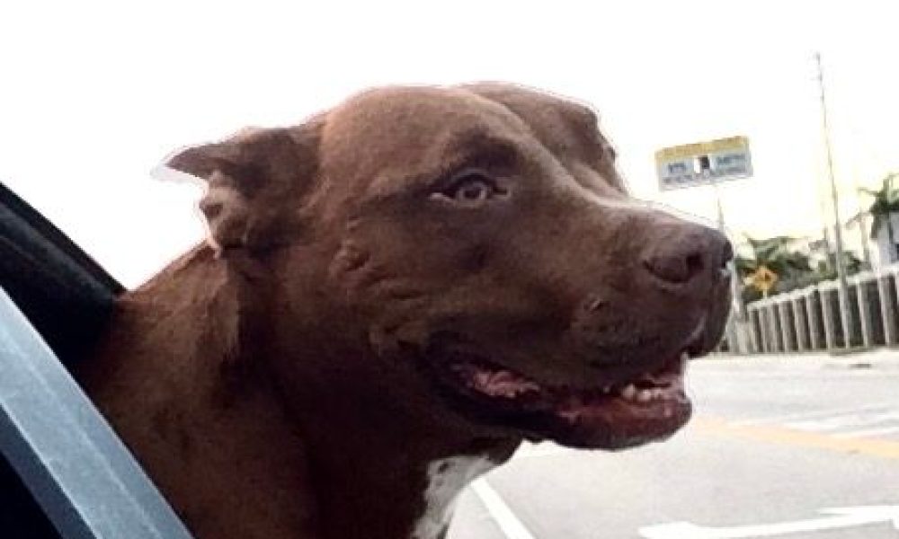 All Aboard Animal Hospital