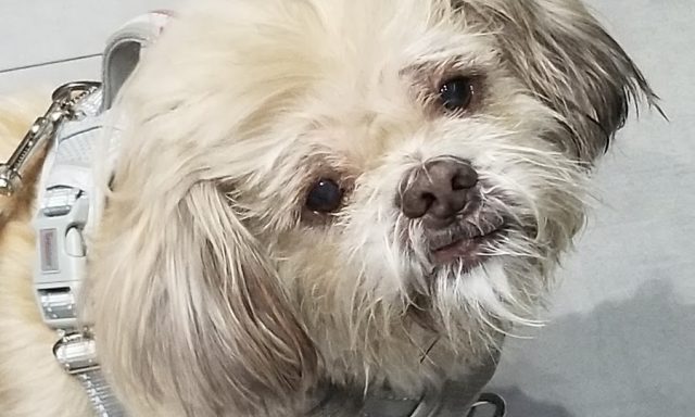 Animal Eye Guys – Fort Lauderdale