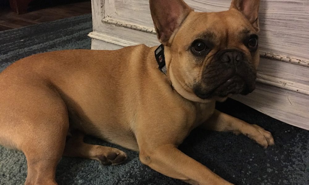 Bayview Animal Hospital