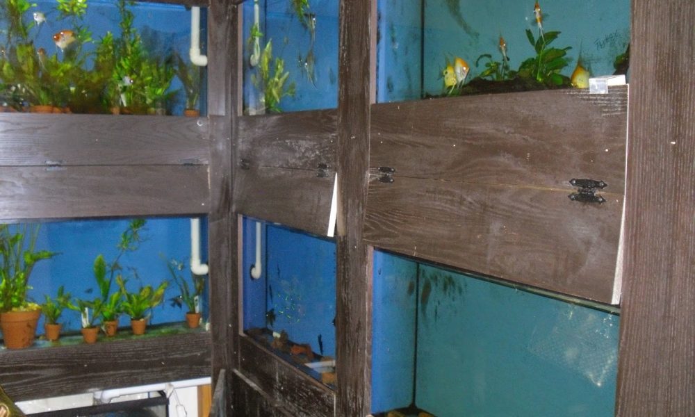 Contemporary Aquarium & Design