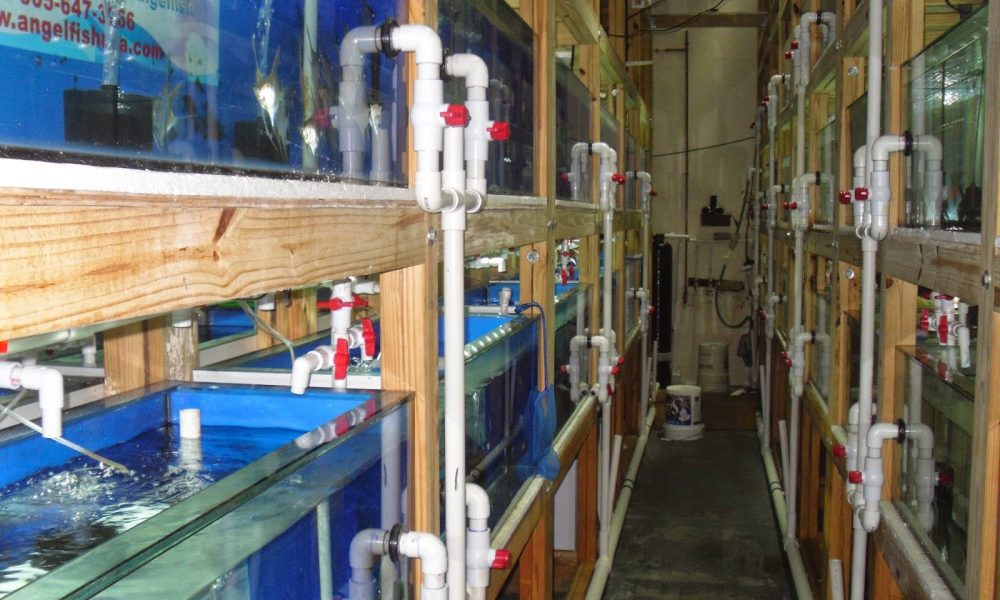 Contemporary Aquarium &amp; Design