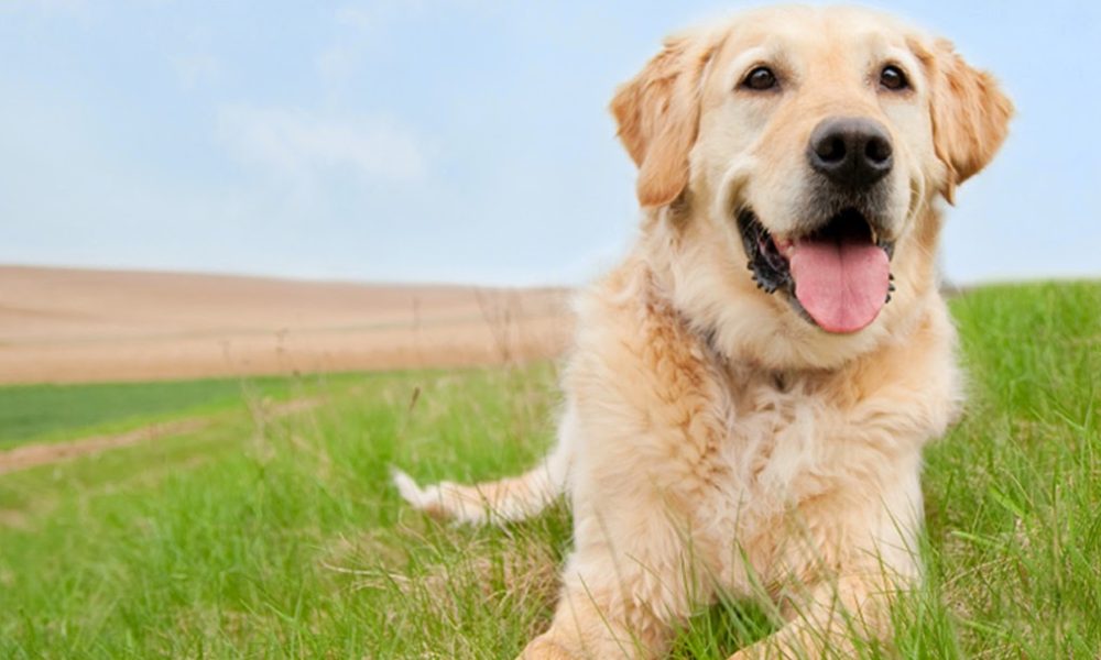 Coral Ridge Animal Hospital