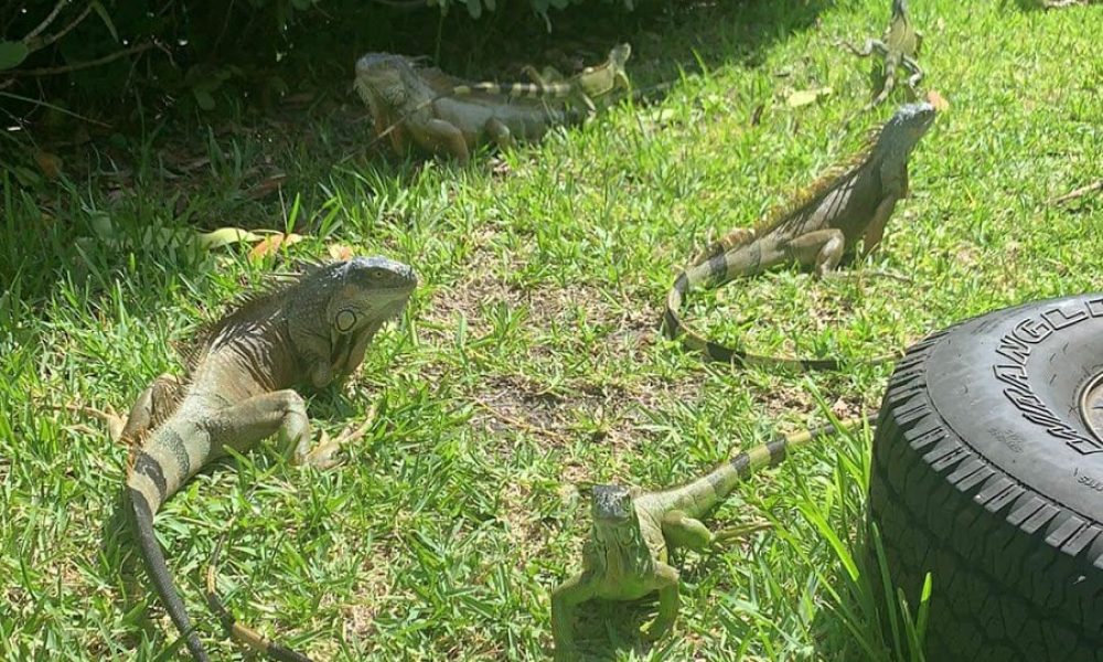 Henderson Behavioral Health