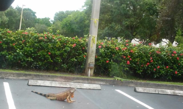 Maxim Healthcare Services