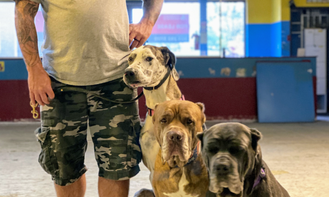 Advanced K9 Training Academy