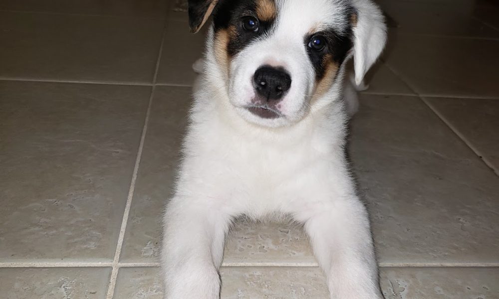 All Aboard Animal Hospital