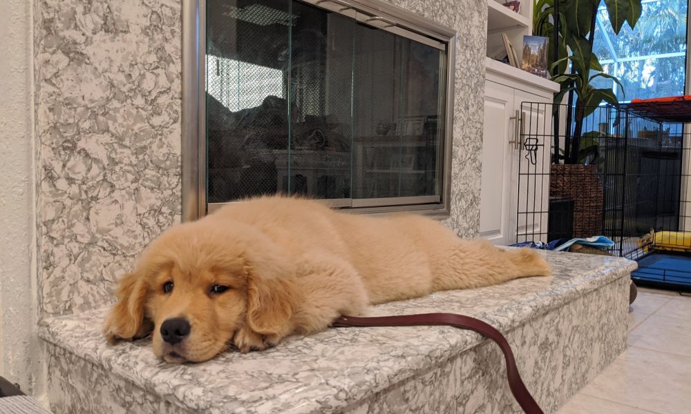 AlphA and Omega Dog Training - Fort Lauderdale