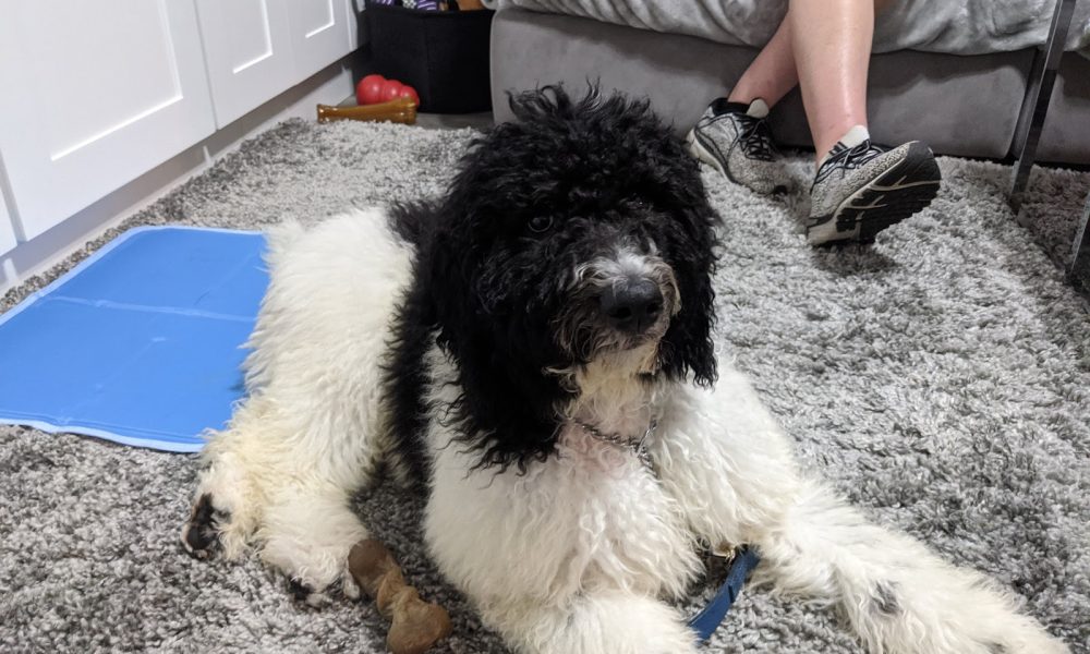 AlphA and Omega Dog Training - Fort Lauderdale