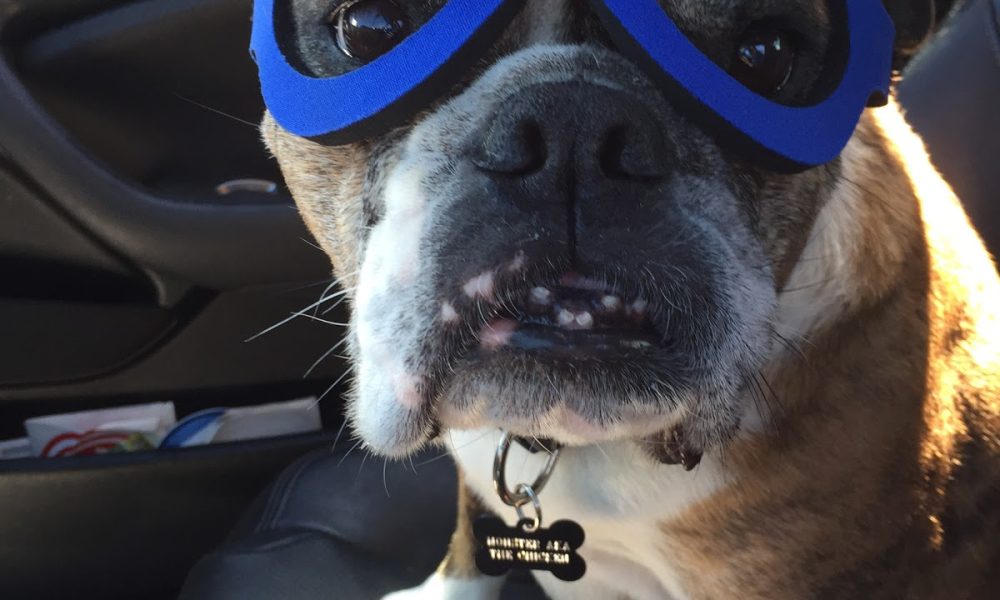 Bayview Animal Hospital