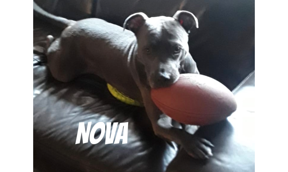 Blue Waters Dog Rescue