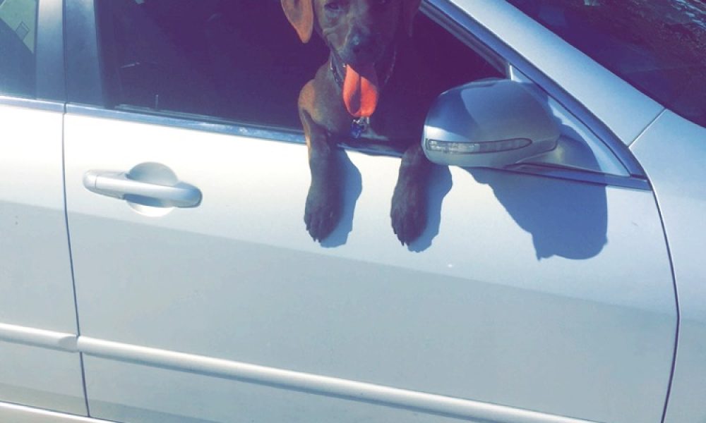 Blue Waters Dog Rescue