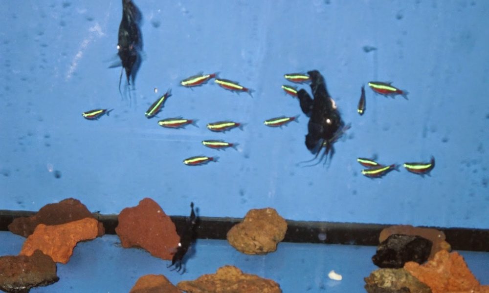 Contemporary Aquarium & Design