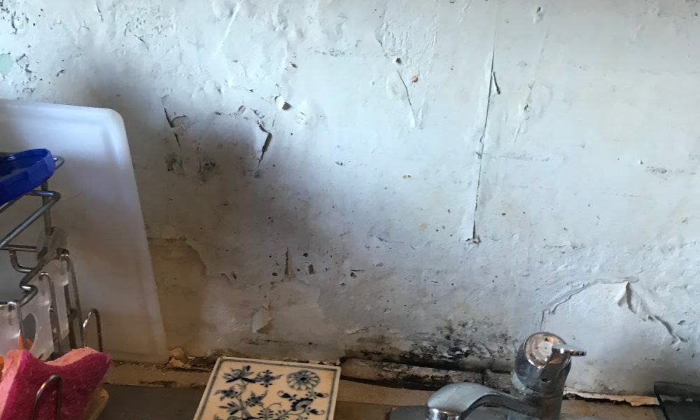 Environmental Testing Agency - Mold Inspection and Mold Testing