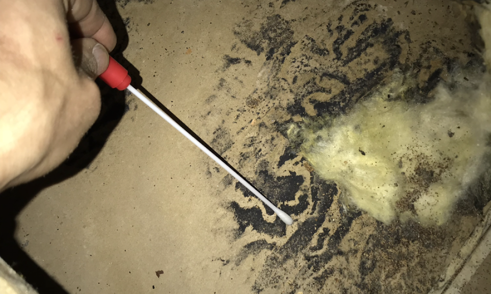 Environmental Testing Agency - Mold Inspection and Mold Testing