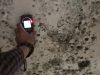 Environmental Testing Agency - Mold Inspection and Mold Testing