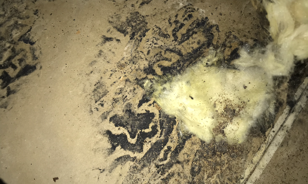 Environmental Testing Agency - Mold Inspection and Mold Testing