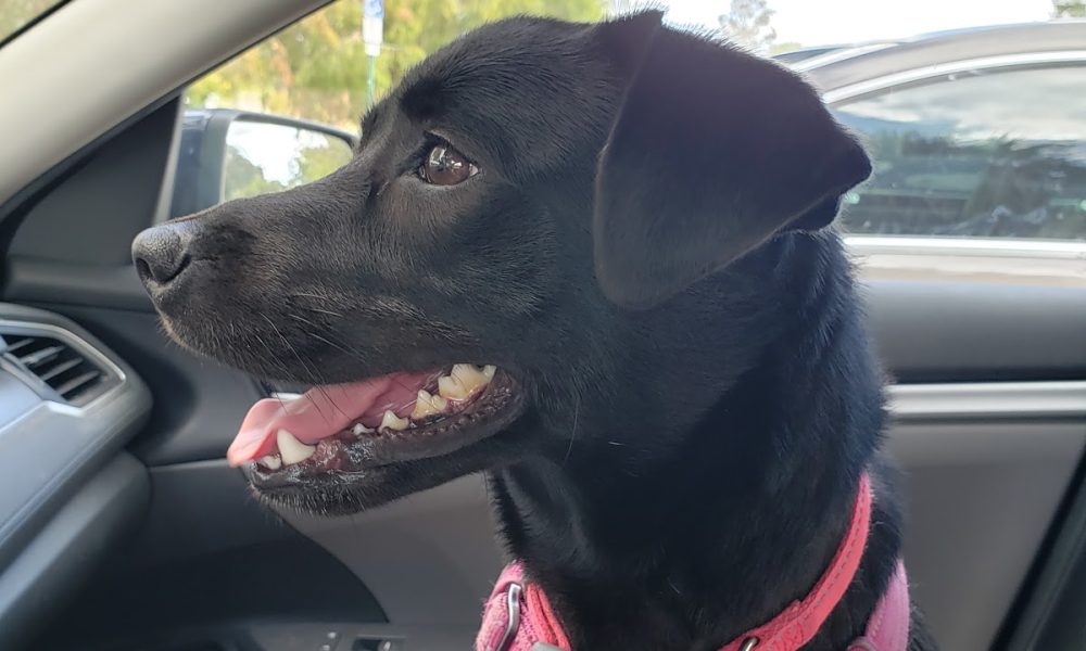 Everglades Angels Dog Rescue