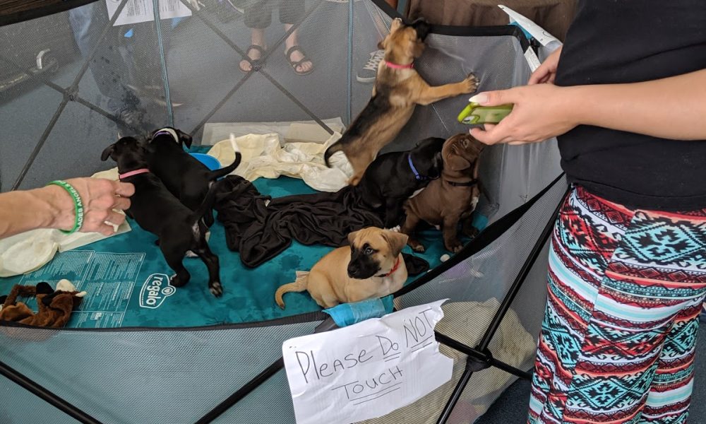 Everglades Angels Dog Rescue