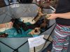 Everglades Angels Dog Rescue
