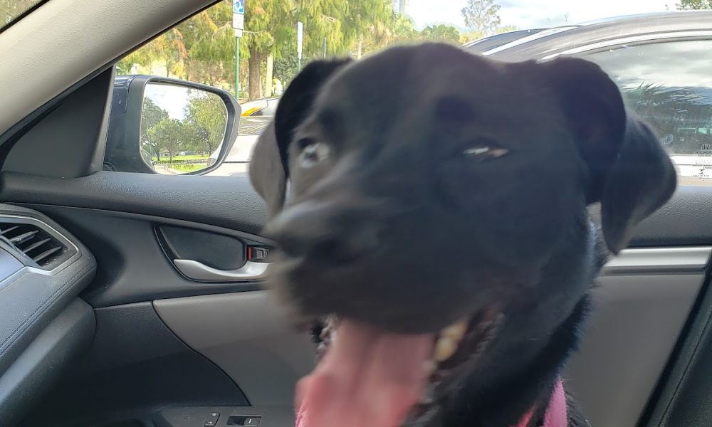 Everglades Angels Dog Rescue