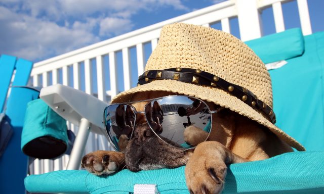 Florida Dog Training