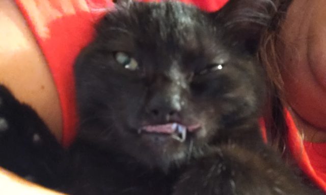 Good Karma Pet Adoption Center