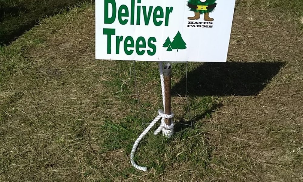 Hayes Farms Christmas Trees - Lauderdale-By-The-Sea