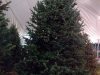 Hayes Farms Christmas Trees - Lauderdale-By-The-Sea