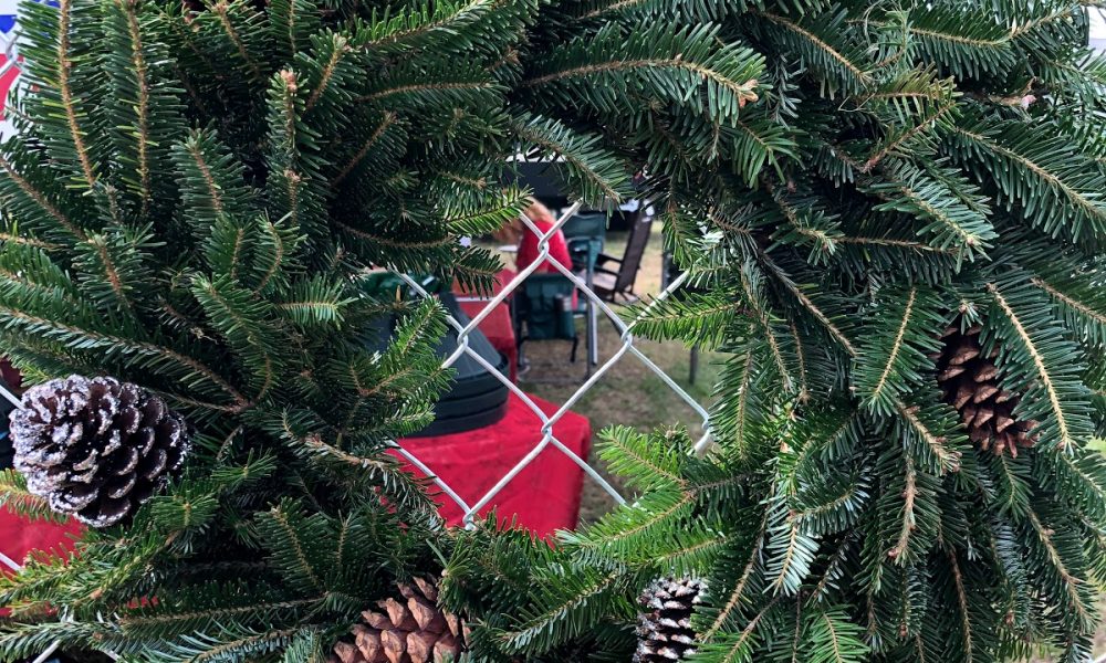 Hayes Farms Christmas Trees - Lauderdale-By-The-Sea