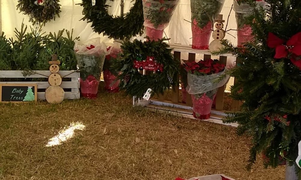 Hayes Farms Christmas Trees - Lauderdale-By-The-Sea