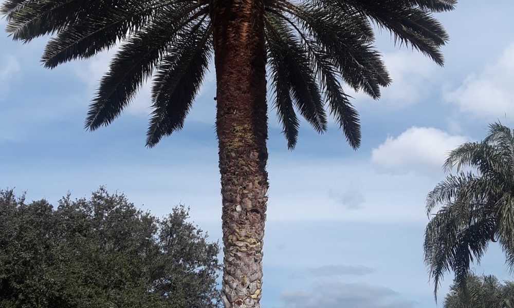 Jose Cruz Landscaping